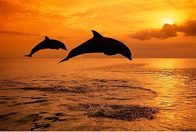 鸟山明《沙漠大冒险》新宣传片 骑摩托车享受速度