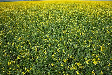 主机涨价后的又一大动作：微软拟将Xbox生产移出中国